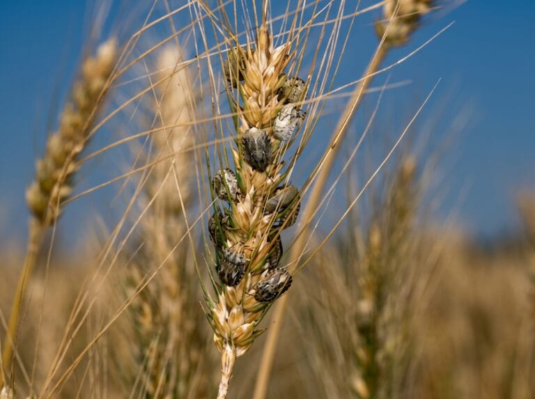 The Sunn Pest Problem: How to maximize the utilization of affected wheat supplies